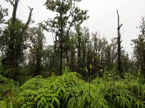 Ohialani Rd, Volcano, HI 96785