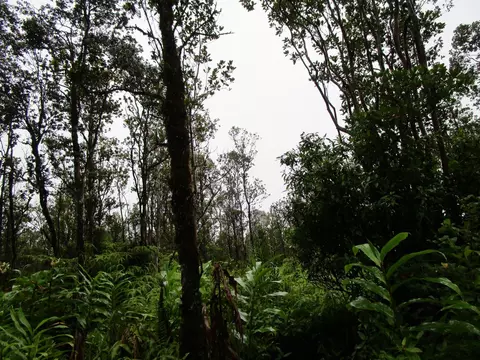 Kokokahi Rd, Volcano, HI 96785