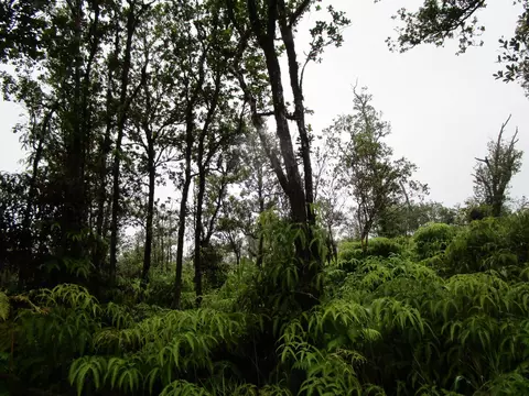 Ala Naulani Rd, Volcano, HI 96785
