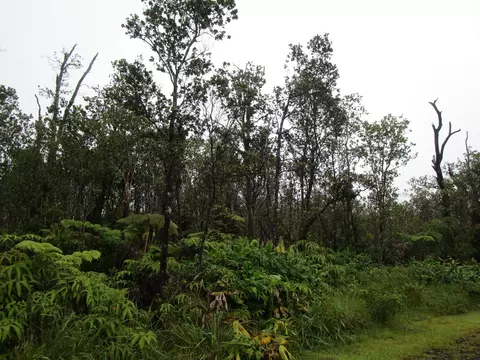 Kanilehua Pl, Volcano, HI 96785