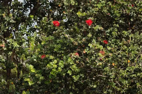 Undisclosed, Volcano, HI 96785