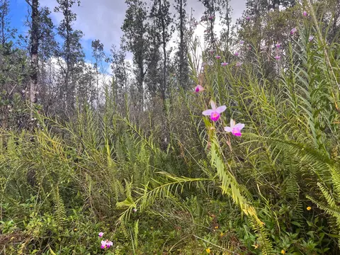 Plumeria Dr, Pahoa, HI 96778