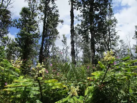 Road 9, Kurtistown, HI 96760