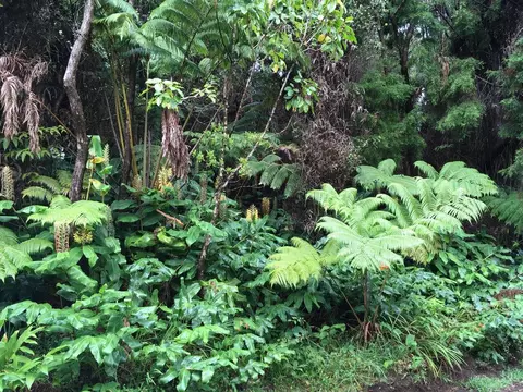 19-4277 Alanui Iiwi, Volcano, HI 96785