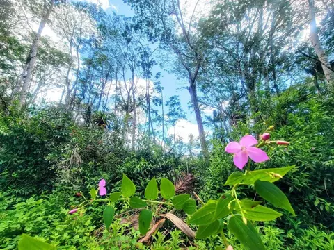 Kauai Rd, Pahoa, HI 96778