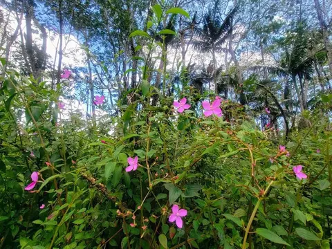 Kauai Rd, Pahoa, HI 96778