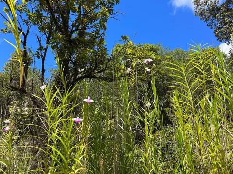 18-4196 Mauna Loa Dr, Volcano, HI 96785