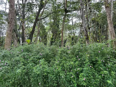 Niihau Rd, Pahoa, HI 96778