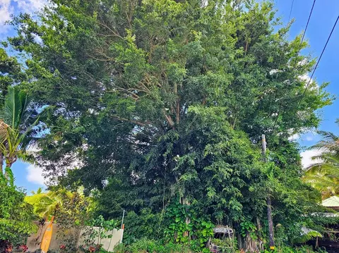 Kaiwihala Pl, Pahoa, HI 96778