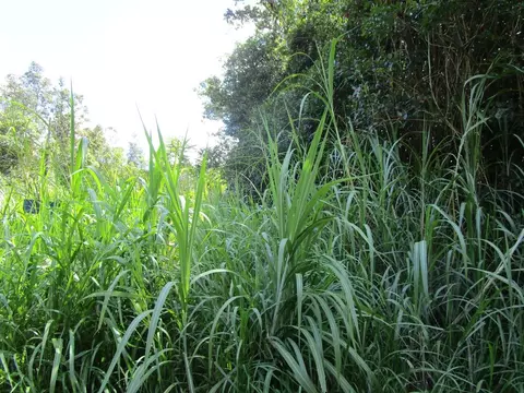 Undisclosed, Pahoa, HI 96778