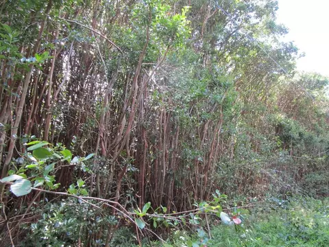 Molokai St, Pahoa, HI 96778