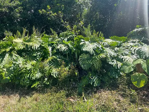 Manini St, Pahoa, HI 96778