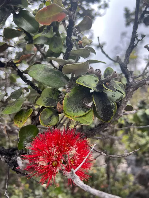 Plumeria Ln, Ocean View, HI 96737
