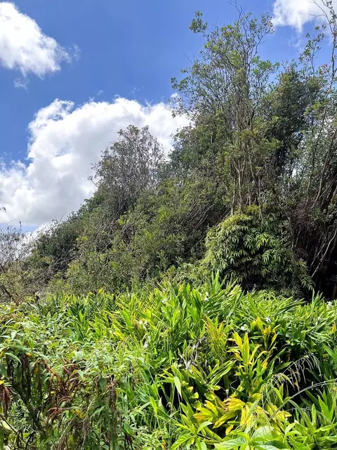 Mountain View Pl, Mountain View, HI 96771