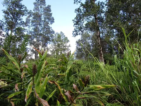 Undisclosed, Pahoa, HI 96778