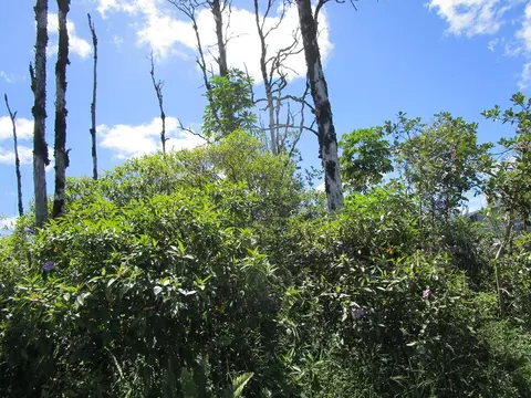 Ohia Dr, Pahoa, HI 96778