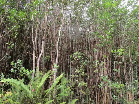 Road 5, Mountain View, HI 96760