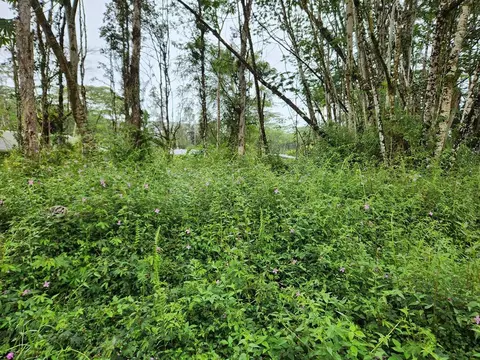 Paradise Rd, Pahoa, HI 96778