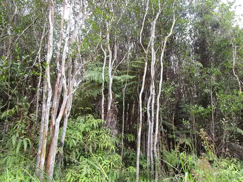 18-1998 Wainani St, Volcano, HI 96785