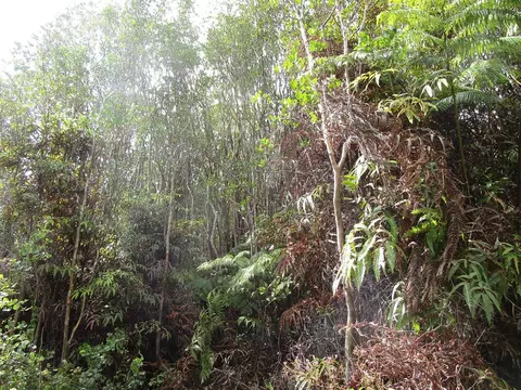 Road 6, Volcano, HI 96785