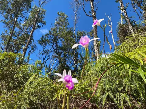 Hawaii Rd, Pahoa, HI 96778