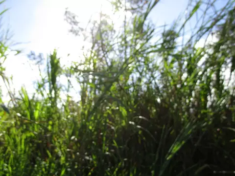 Silversword Dr, Pahoa, HI 96778