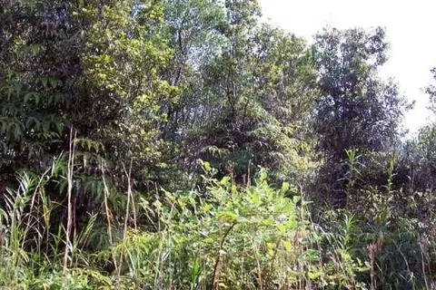 11-3204 Laupaka Rd, Volcano, HI 96785