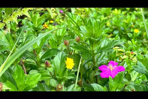 Heepali St, Pahoa, HI 96778