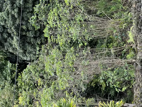 77-6159 Mamalahoa Hwy, Holualoa, HI 96725