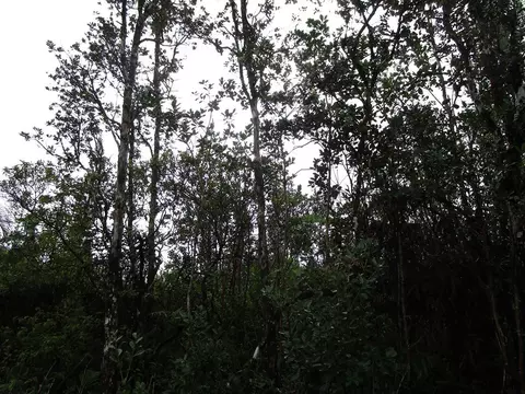 Road 7, Mountain View, HI 96760
