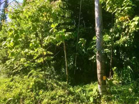Puni Makai Loop, Pahoa, HI 96778