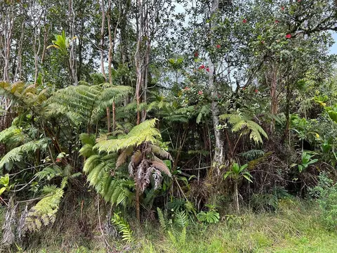 Road 1, Volcano, HI 96785
