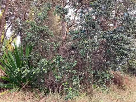Lehua Ln, Ocean View, HI 96737