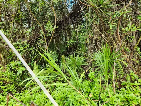 Waimea Rd, Pahoa, HI 96778