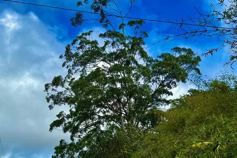 Road 4, Mountain View, HI 96760