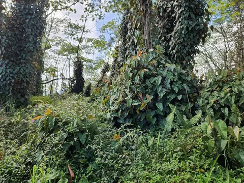 Niihau Rd, Pahoa, HI 96778