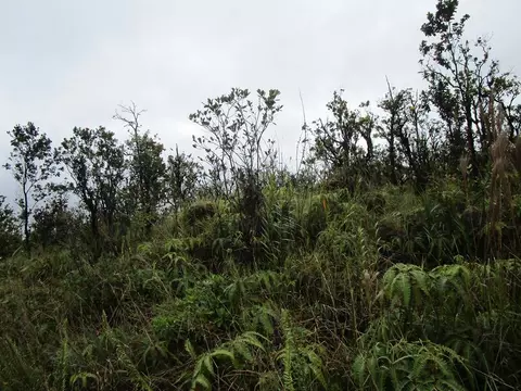 Leila Rd, Volcano, HI 96785