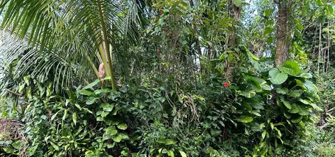 Opihi St, Pahoa, HI 96778