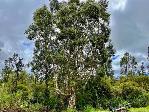 Plumeria St, Mountain View, HI 96771