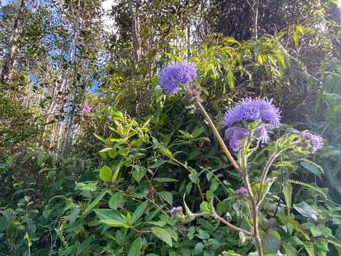 Kailua Rd, Pahoa, HI 96778