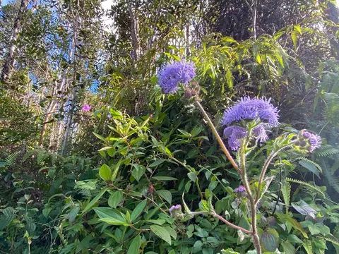 Kailua Rd, Pahoa, HI 96778