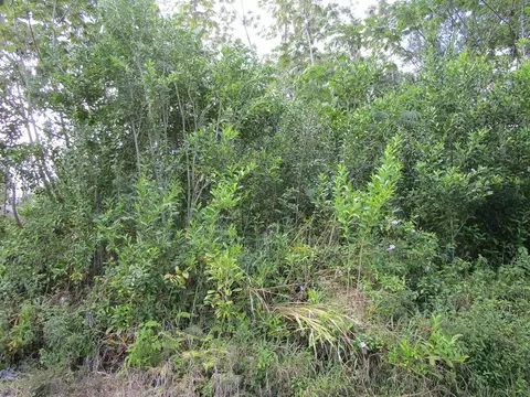 Awa St, Pahoa, HI 96778