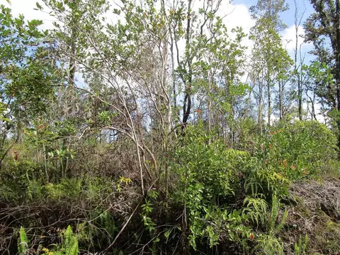 Sandalwood Ct, Kurtistown, HI 96778