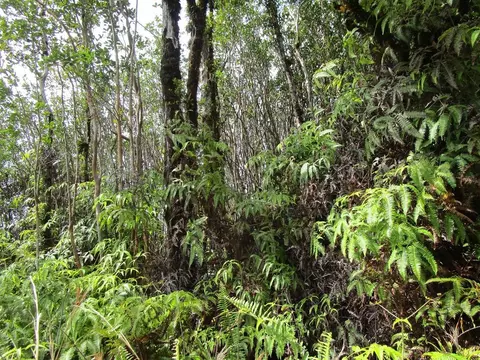 Naia St, Mountain View, HI 96771