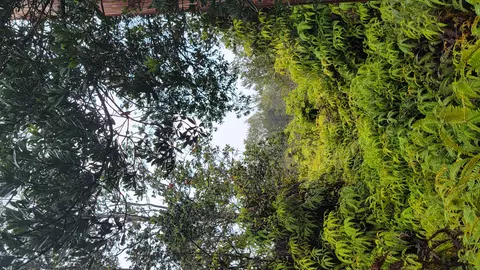 Mokuna St, Volcano, HI 96785