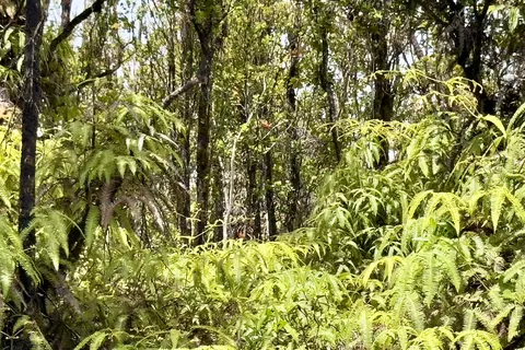 Mailenani Rd, Volcano, HI 96785