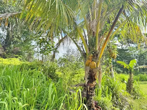 Lalakea St, Pahoa, HI 96778