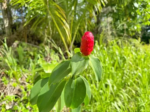 Anae St, Pahoa, HI 96778