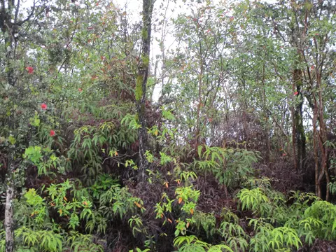Kokokahi Rd, Volcano, HI 96785