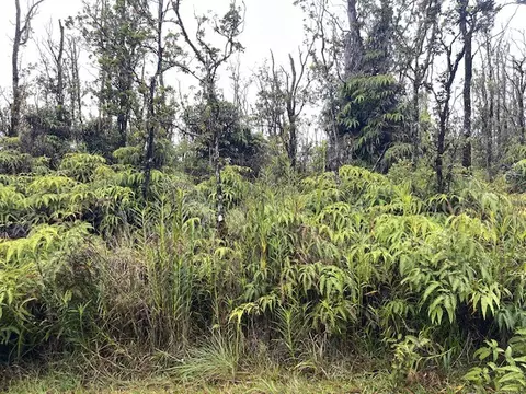 11-3031 Ala Kapena, Volcano, HI 96785